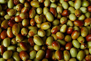 烟花颱風成災 農委會：總計農損1,217萬 紅棗受災最慘重