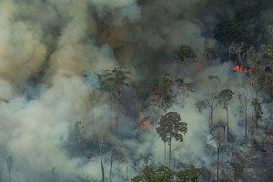 向前邁進一大步! COP26首項協議 同意2030年結束森林砍伐！