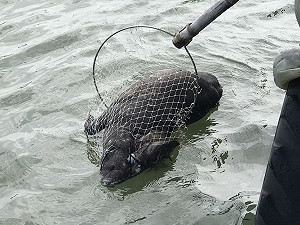 東琉線碼頭驚見漂流豬屍 屏東動防所：應是斃死豬