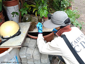 登革熱境外移入風險增！北市籲落實防蚊4步驟