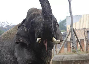 （影）湖南動物園大象踩死訓練員 PETA：牠們屬於野外