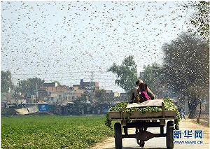 印度內憂外患 中國邊境衝突、蝗蟲大軍入侵歷年最嚴重