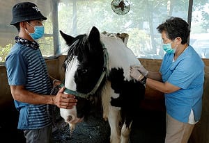泰國傳「非洲馬瘟」 中國疫情恐一波未平一波又起