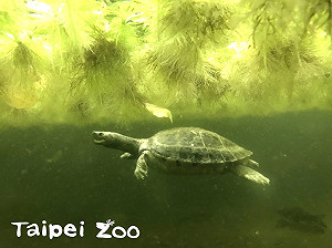 西瓜會游泳？北市動物園西瓜龜移師戶外泡水消暑