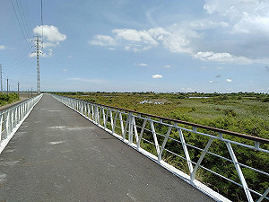 學甲3.5公里輕旅行！濱海溼地騎單車尋找黑面琵鷺