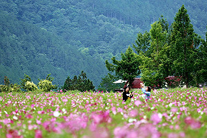 9月限定！波斯菊粉紅花海開滿福壽山農場和武陵農場