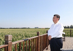 習近平號稱近五年糧食安全穩固 兩千萬噸毒鎘稻米藏廣東「狠打臉」