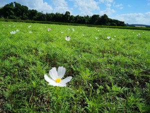 4公頃秘境花海！關渡波斯菊、向日葵花毯映襯秀麗遠山