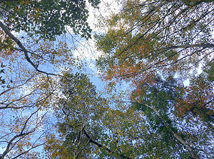 來場秋日野餐！滿月圓賞楓導覽、親子派對11/4開放報名