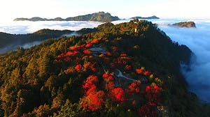阿里山迎冬季！日出後草地野餐追楓去