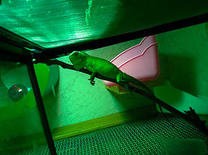 你家有「酷斯拉」嗎？飼養綠鬣蜥未登記 最高可罰5萬元