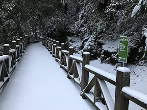 等待下雪！拉拉山巨木區公告：降雪將管制車輛進入