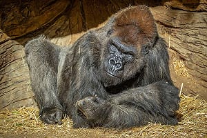 人傳動物！美13隻猩猩確診新冠肺炎 動物園：安排接種疫苗