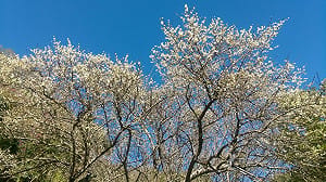 越冷花越開！太魯閣梅花陸續盛開 花期可持續開到1月底