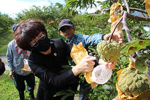 兩波寒流造成農損！台東釋迦受災超過25公頃