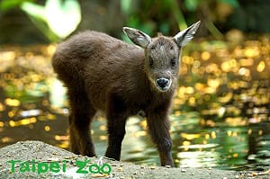 羊其實算牛科動物？台北動物園「生肖特展」1/30大解密