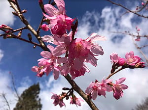 賞花要注意！阿里山花季例假日早上6-11點需搭接駁車上山