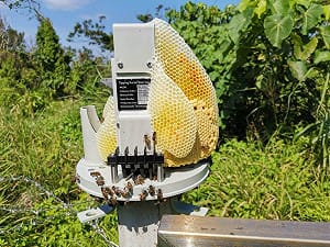「蜜蜂大軍」佔領氣象站！網笑：可以雇用台灣黑熊