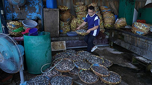 魚丁糸小威澎湖曬魚乾！烈日下差點曬成人乾