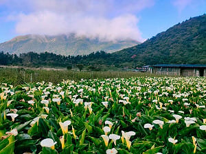 3月必賞花海！陽明山竹子湖海芋已盛開8成