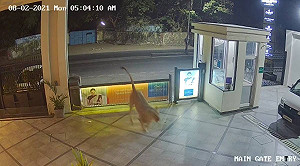 (影) 印度五星酒店竟然有獅子閒逛 保安嚇到縮在警衛室