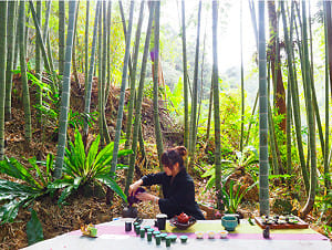 跟著茶香去旅行！阿里山「春季茶會」3/13線上開展