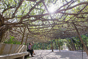 清明連假暢遊台南！森林公園、粉紅花旗木步道超療癒