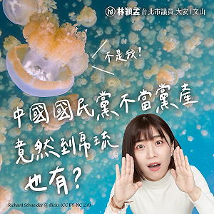 台帛旅遊泡泡有貓膩? 林穎孟:帛琉有中國國民黨不當黨產