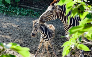 台北動物園傳喜訊！媽媽「菲蘭竹」產下斑馬寶寶超萌亮相
