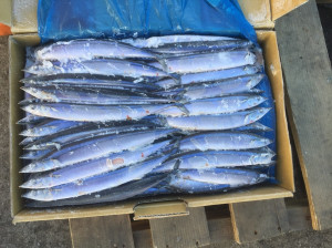 食藥署專案稽查水產加工業！不符規定將依法查辦