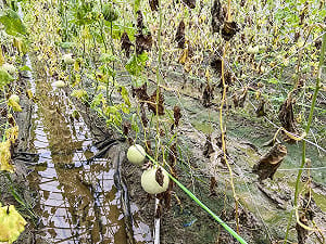 暴雨致災！全台農損破5.7億 嘉義、高雄、南投成重災區