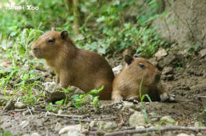 水豚寶寶萌樣曝光！北市動物園傳好消息 水豚家族再添生力軍