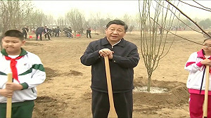 習近平看樹很了不起? 新華社竟然8連發 專家：背後藏這玄機.....