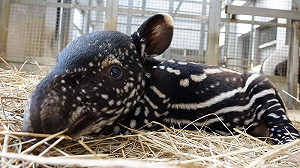 北市動物園馬來貘寶寶命名活動戰況激烈 「視網貘」按讚數暫居第一