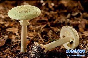 「蘑菇會說話」! 溝通特色和人類語言相似 真菌被切割時也會「尖叫」