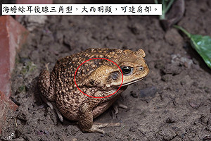 南投驚見世界百大入侵種「海蟾蜍」出沒 目前正全力移除
