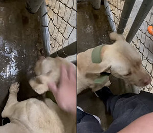 比特犬未強制申報恐有隱憂 陳吉仲承諾先處理棄養犬