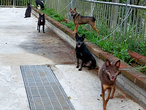 廣西玉林「狗肉節」將至 兩千隻狗遭貨車載走 愛犬志願者力挽狂瀾