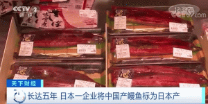 中國鰻魚冒充日本貨長達5年！岐阜縣生鮮食品商承認造假道歉