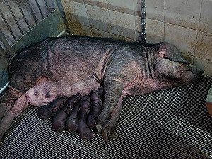 畜試所復育原生物種！桃園豬人工授精產下13頭台灣小黑豬