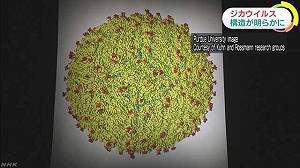 解碼茲卡病毒構造成功 發現180刺突強感染