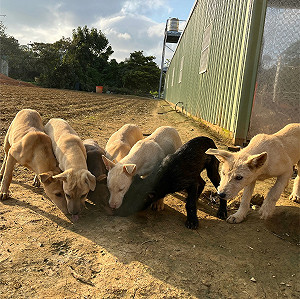 新北遊蕩犬公私協力減量成功 幼犬入所數大幅下降87%