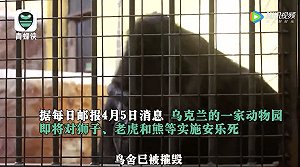 獅子、老虎、熊都下場淒慘! 雖躲過砲火 烏克蘭動物園無奈將行安樂死