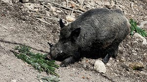 它從此不再叫「普丁」! 尊重烏克蘭遊客 德動物園「普丁豬」將改名