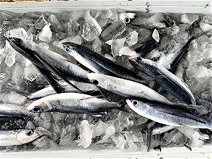民主的竹莢魚要誕生了? 繼白帶魚後被驗出新冠病毒 她批 : 為何不好好把關!