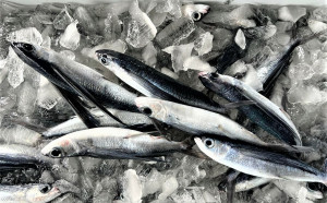 民主的竹莢魚要誕生了? 繼白帶魚後被驗出新冠病毒 她批 : 為何不好好把關!