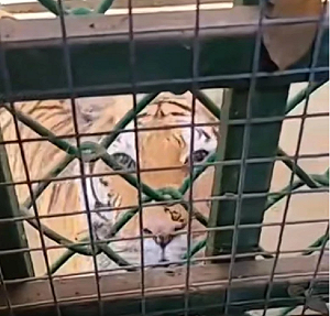 滿滿壓迫感! 上個廁所被老虎盯著看 河南動物園竟稱 : 這是特色