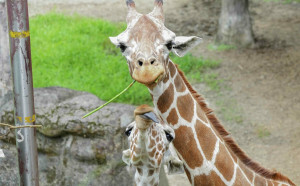 動物園7/1重新開園！前123位入園遊客將獲限定禮