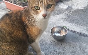 飼主快看！7月毛孩用藥新制有轉機  農業部給承諾了　