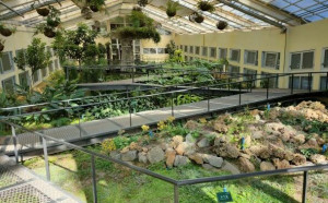 命懸一線！珍稀植物展7/1墾丁登場  17種極度瀕危植物一次展出